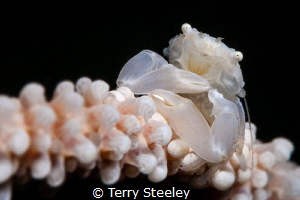Crab with eggs
— Subal underwater housing, Canon 5Dmk2, ... by Terry Steeley 